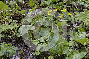 Marsh marigold