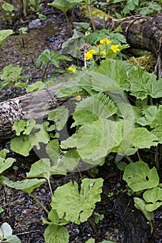 Marsh marigold