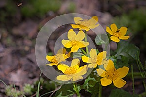 Marsh marigold in spring