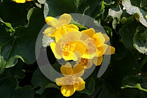 Marsh Marigold in blossom with bright yellow flowers. Close up. photo