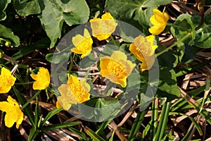 Marsh Marigold in blossom with bright yellow flowers.
