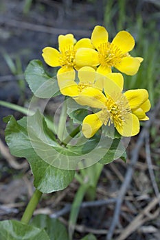 Marsh marigold blossoms in April