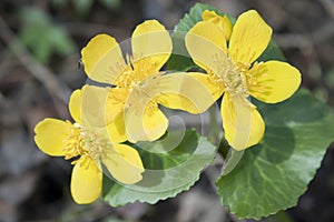 Marsh marigold blossoms in April