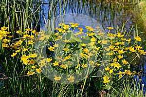 Marsh Marigold (Caltha palustris)