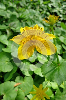 Marsh Marigold (Caltha palustris)