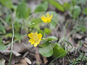 Marsh Marigold Caltha palustris also known as Cowslip, Yellow Marsh Marigold, American Cowslip, Water Blobs, May Blobs, Horse