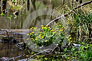 Marsh-marigold - Caltha palustris in the Bakony photo