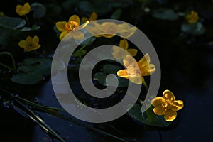 Marsh Marigold, Caltha Palustris blooming in wet woodland in evening.