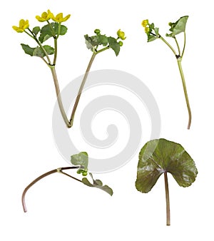 Marsh marigold, Caltha palustris collection isolated