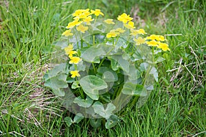 Marsh Marigold, Caltha palustris on the Faroe Islands