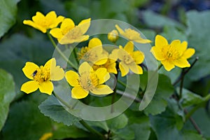 Marsh Marigold, Caltha palustris, flowering in springtime