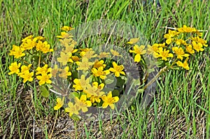 Marsh Marigold flowers