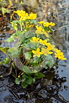 Marsh Marigold (Caltha palustris) flowers