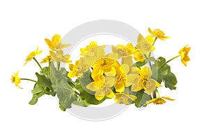 Marsh Marigold, Caltha Palustris isolated on white background.