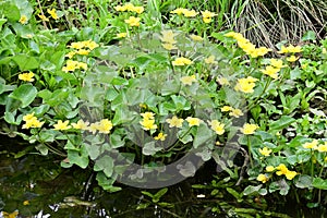 Marsh Marigold - Caltha palustris, Surlingham, Norfolk Broads, England, UK