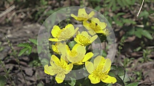 Marsh Marigold Caltha palustris, yellow spring flowers,Flowers grow on a forest pole flooded from melted snow