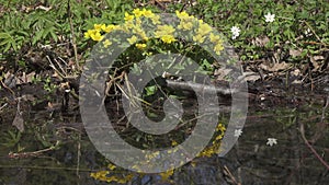 Marsh Marigold Caltha palustris, yellow spring flowers,Flowers grow on a forest pole flooded from melted snow,Flower on