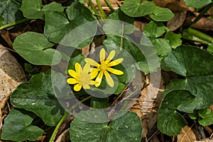 Marsh Marigold or Cowslip â€“ Caltha palustris