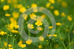 Marsh-marigold first yellow flowers spring