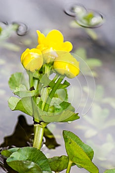 Marsh Marigold flower