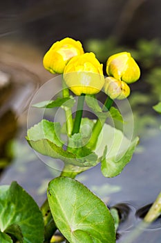 Marsh Marigold flower
