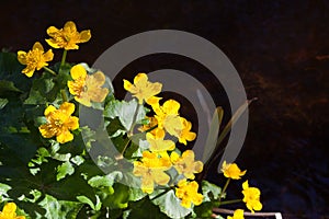 Marsh-marigold flower in forest