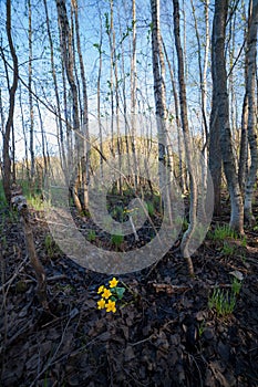 Marsh-marigold flower in forest