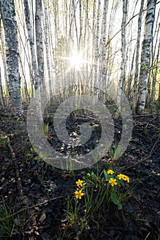 Marsh-marigold flower in forest