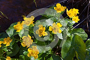 Marsh-marigold flower in forest
