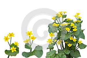 Marsh Marigold Flower Plant