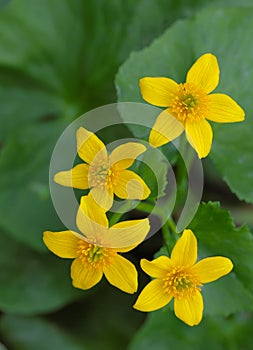 Marsh Marigold Flower