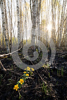 Marsh-marigold flower in forest