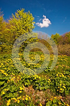 Marsh marigold flowers in Bukovec mountains in Slovakia in Poloniny