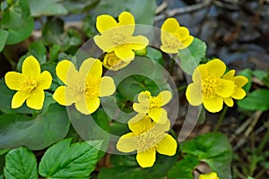 Marsh Marigold flowers