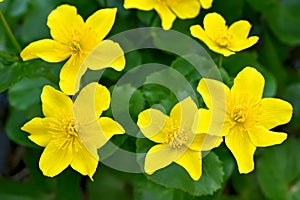 Marsh Marigold flowers