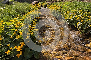 Marsh marigold flowers