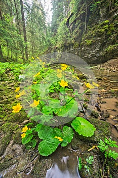 Marsh marigold flowers in Hybicka tiesnava gorge during spring