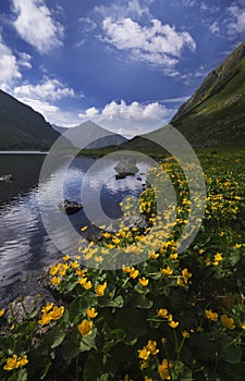 Marsh marigold flowers at Rackove pleso lake, West Tatras