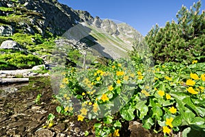 Marsh marigold flowers at Spalena dolina valley