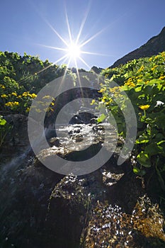 Marsh marigold flowers at Spalena dolina valley