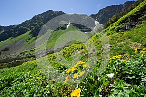 Marsh marigold flowers at Spalena dolina valley