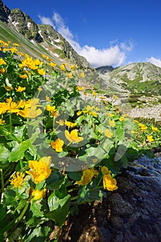 Marsh marigold flowers at Spalena dolina valley