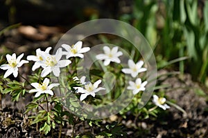 Marsh marigold flowers in the spring garden.