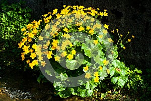 Marsh marigold flowers