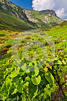 Kvety nechtíka močiarneho v Tomanovom sedle v Západných Tatrách