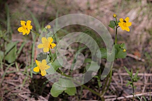 Marsh marigold in forest