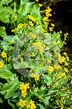 Marsh marigold photo