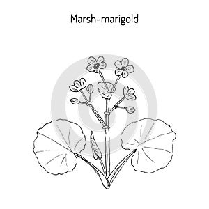 Marsh Marigold or Kingcup Caltha palustris