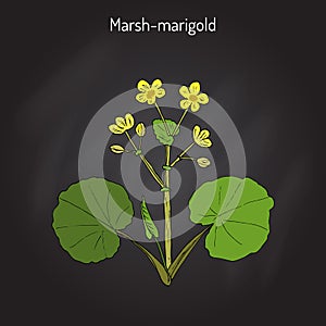 Marsh Marigold or Kingcup Caltha palustris