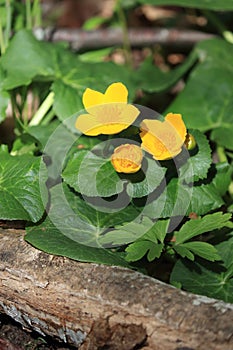 Marsh marigold or kingcup flower